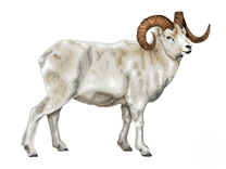 Dall's Sheep